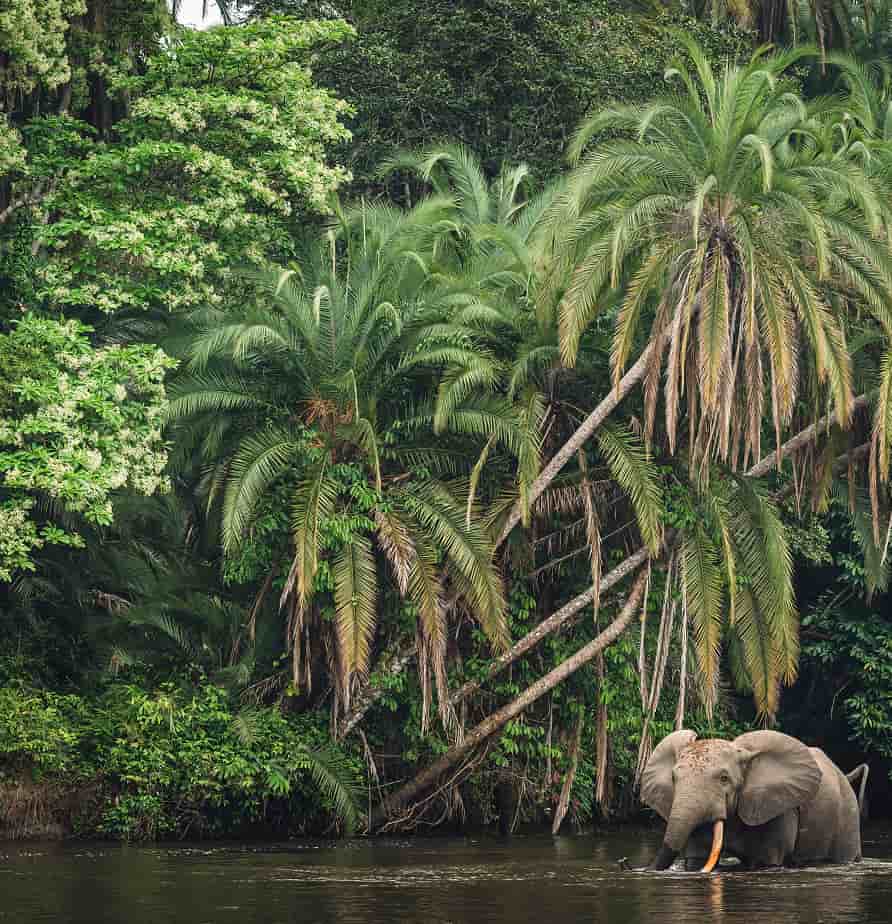 Congo