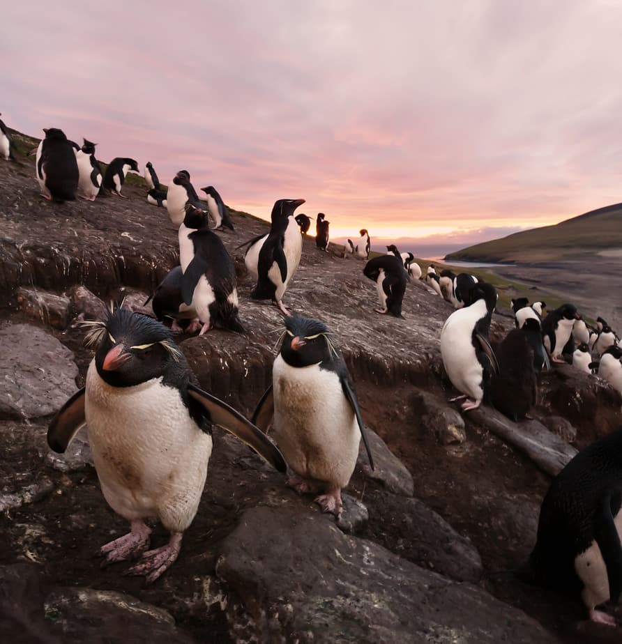Falkland Islands (Malvinas)