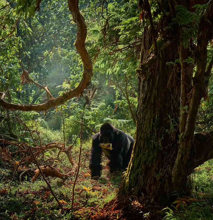 Gabon