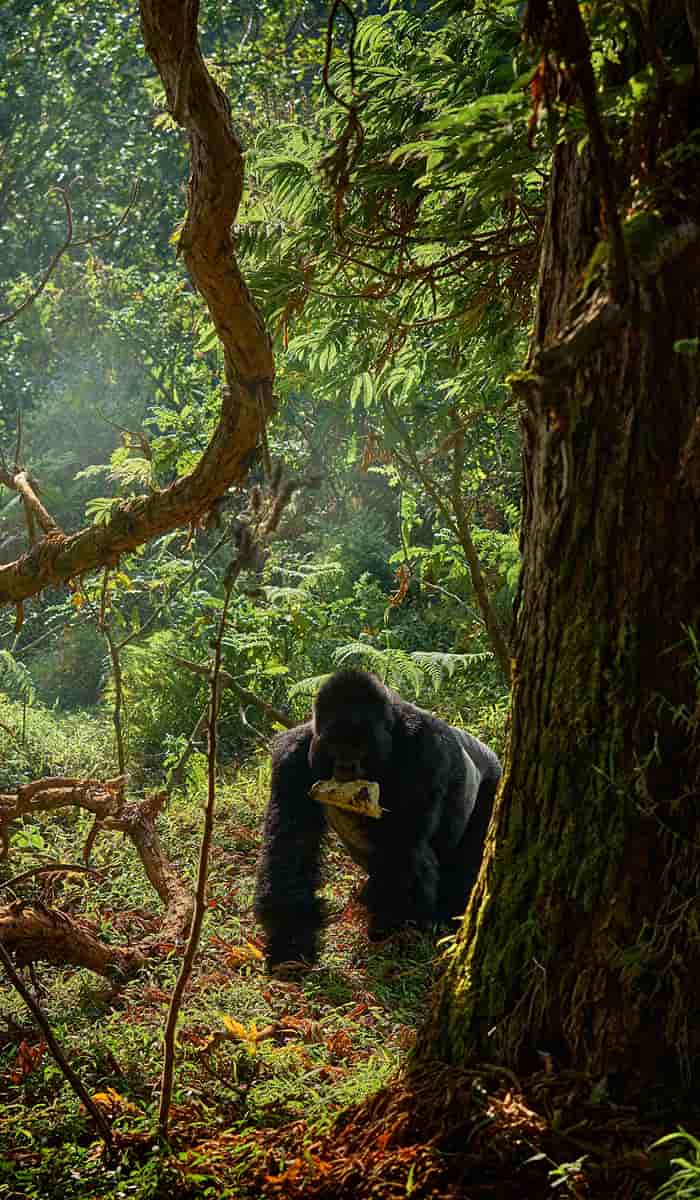 eSIM data plans for Gabon