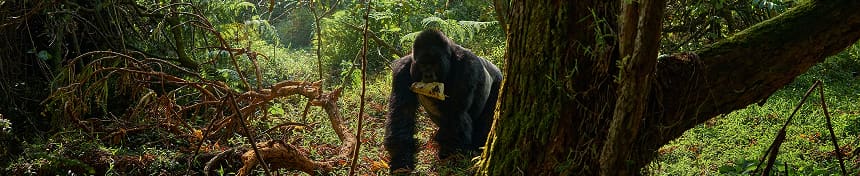 eSIM data plans for Gabon