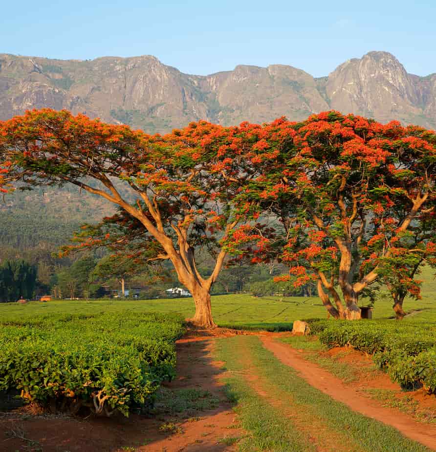 Malawi