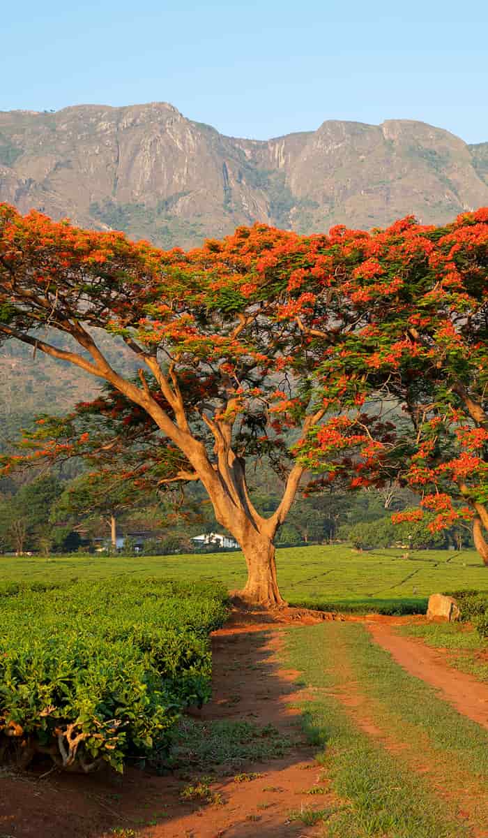 Malawi