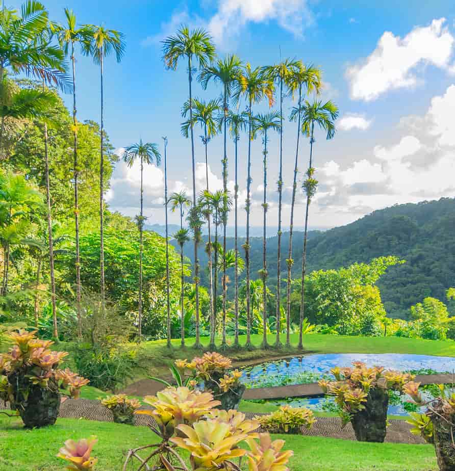 Martinique