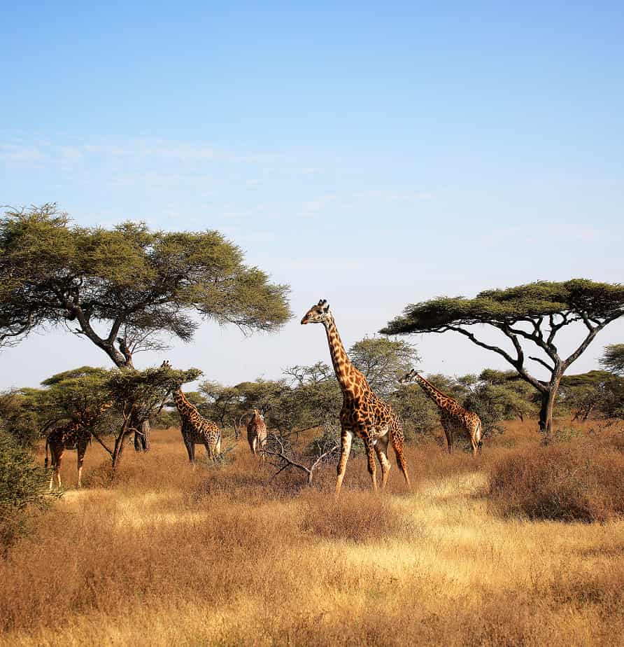 Tanzania