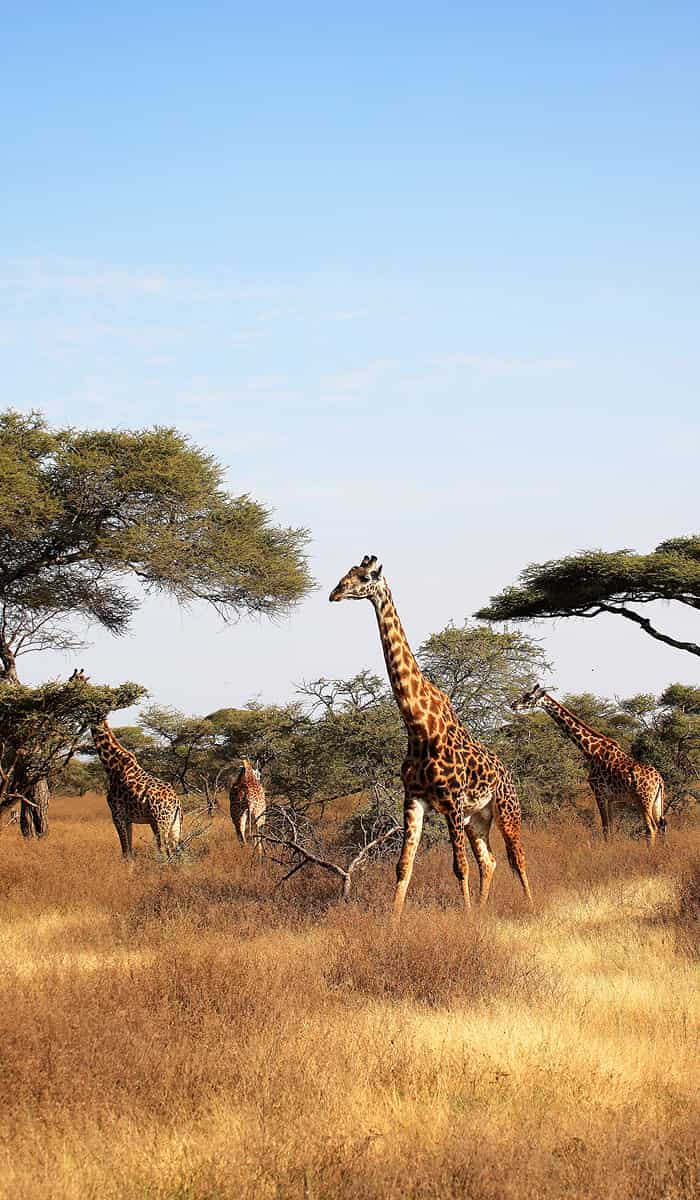 Tanzania