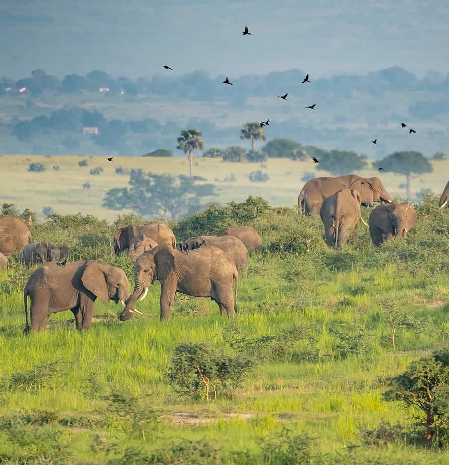 Uganda