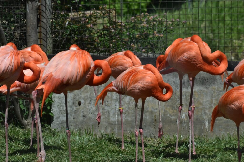 Canada Toronto Zoo