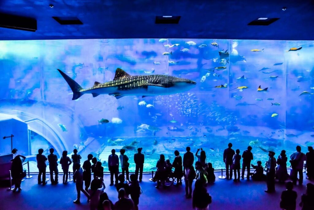 Churaumi Aquarium, Japan's Underwater World