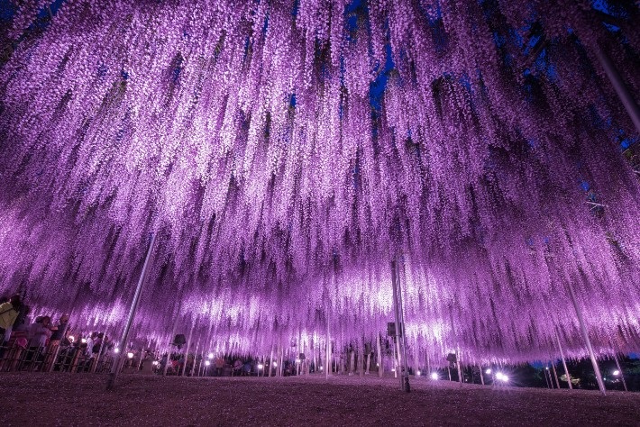 Ashikaga Park, the Beauty of Fuji Flowers Show