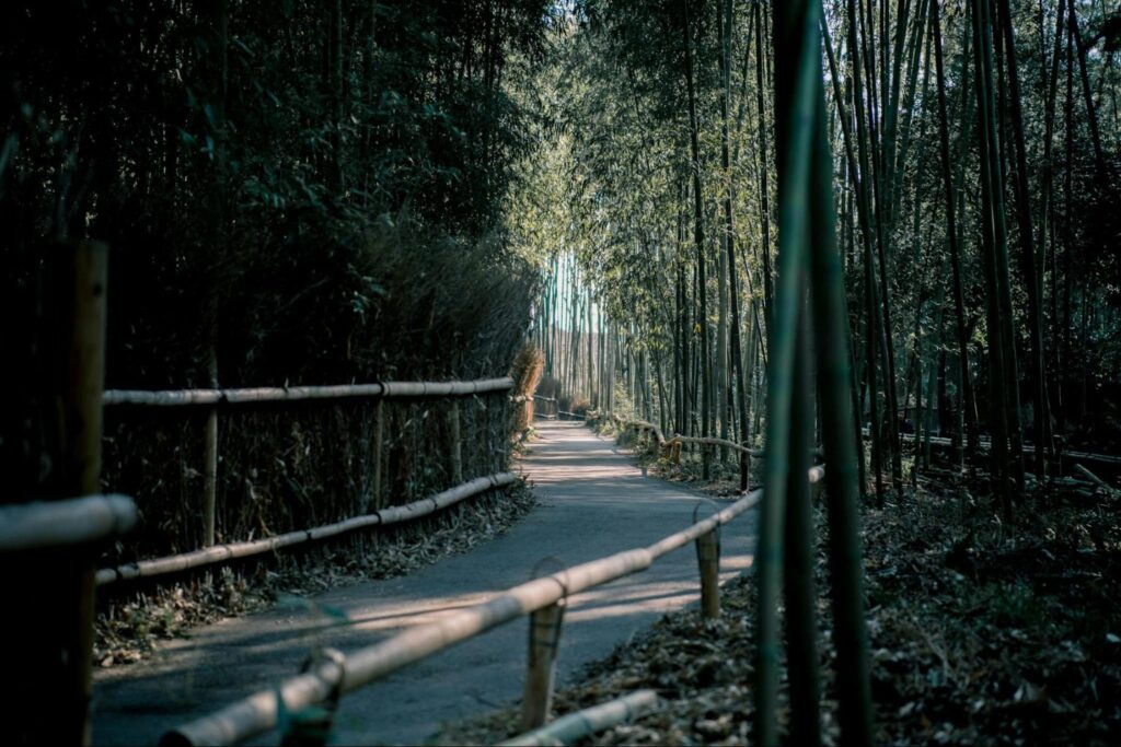 Kyoto and the Zen of Arashiyama Bamboo Forest