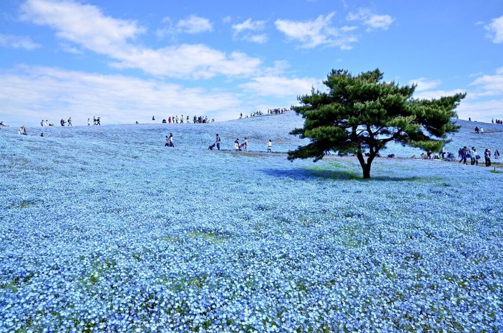 Hitachi Seaside Park, Blue Garden Inspiration