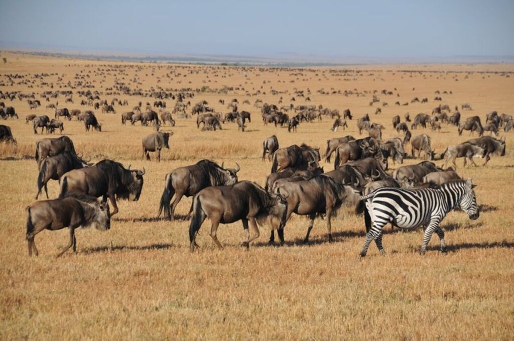 Africa Masai Mara