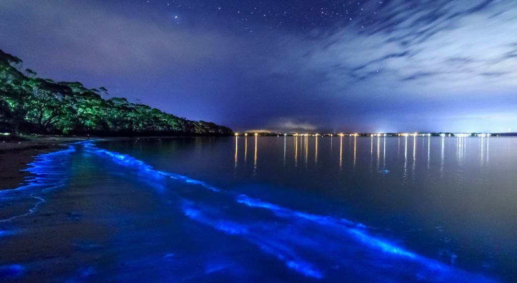  Puerto Rico Bioluminescent Bays