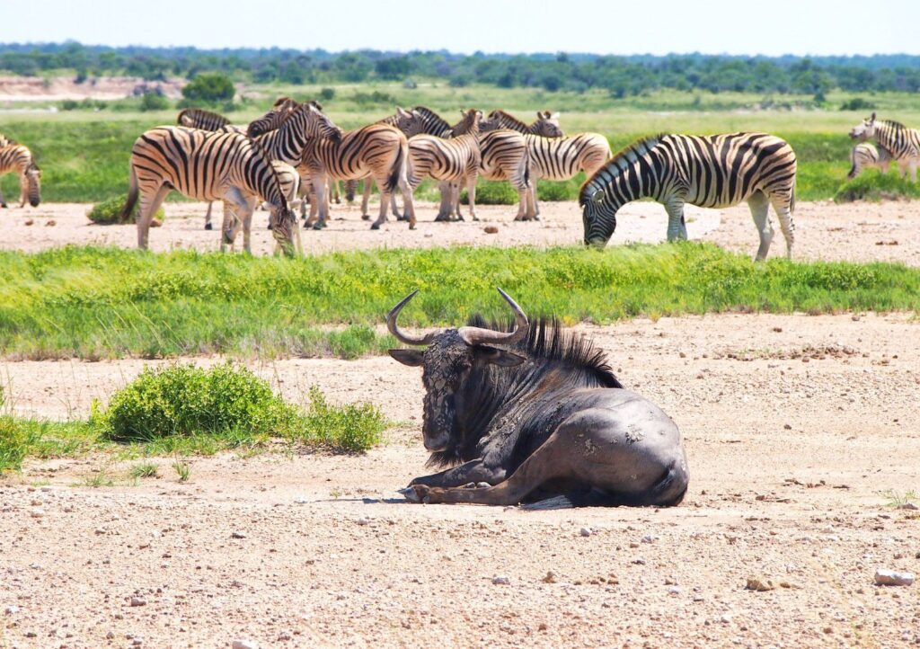 Africa Etosha National Park