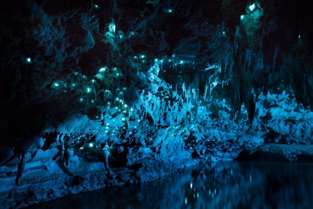 New Zealand Waitomo Caves