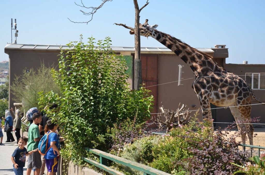 Istanbul Faruk Yalcin Zoo