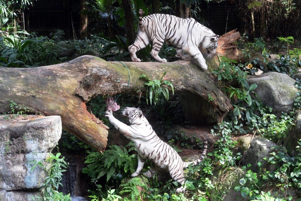 Singapore Zoo