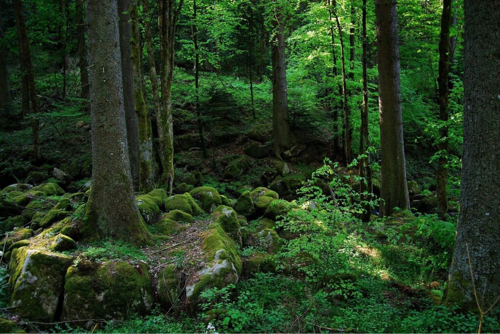 Germany The Black Forest