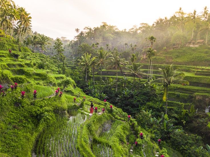 Bali Rice Terraces